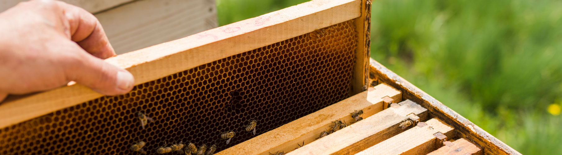 Honigbienen Bienenstock