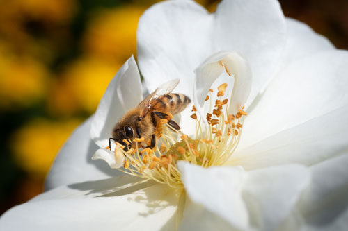 Biene auf Blüte